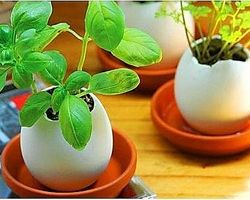 废物利用:鸡蛋壳花盆植物培育盒
