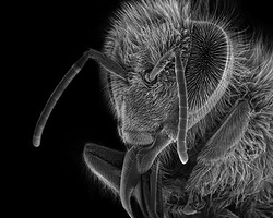 5000倍显微镜下的微距摄影-蜜蜂的惊人细节