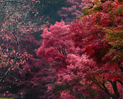 微距摄影 精致的日本庭园花叶小品摄影
