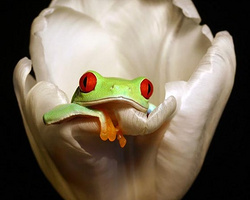 超酷的青蛙自然微距摄影作品欣赏