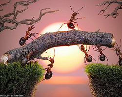 微距摄影作品图片 蚂蚁的精彩生活瞬间