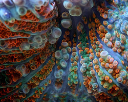 Felix Salazar珊瑚微距摄影