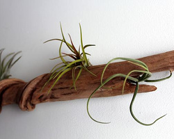悬挂式浮木花盆植物装饰手工DIY制作方法图解