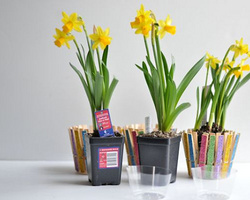 纯手工DIY制作可爱有趣的彩色木夹子花盆图片教程