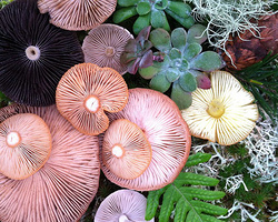 创意摄影：奇幻的蘑菇静物摄影 Jill Bliss摄影作品