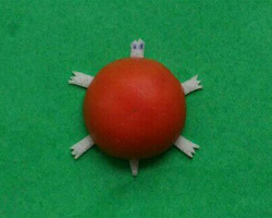 教你用西红柿制作儿童创意小玩具乌龟的详细步骤