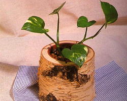 可爱逼真的木制DIY小昆虫摆件 木制小花盆的图片欣赏