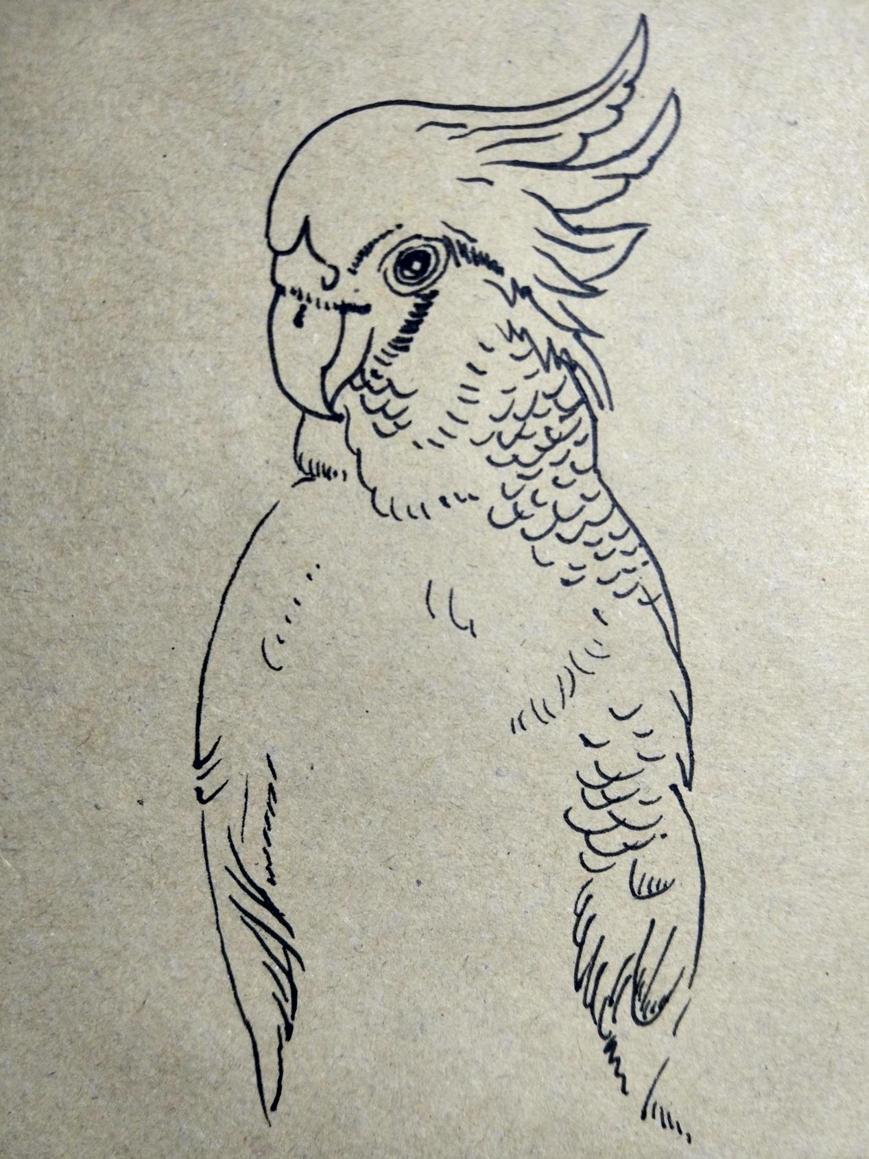 优秀的DIY动物手绘作品集之可爱漂亮的小鹦鹉