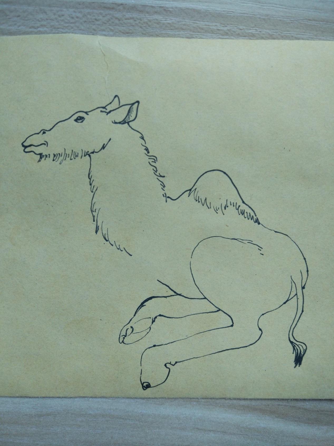 宋宋原创手绘速写-骆驼 教你画小骆驼插画教程