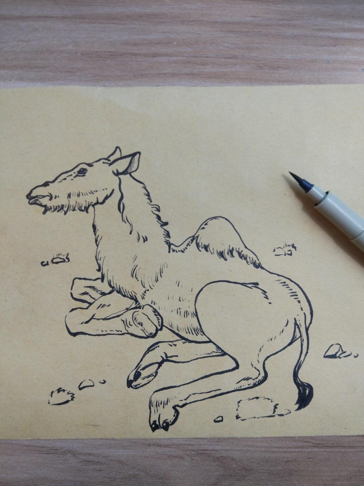 宋宋原创手绘速写-骆驼 教你画小骆驼插画教程