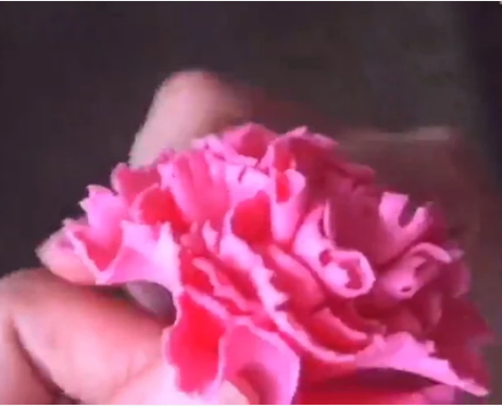 简单好看的手工制作 粘土制作蔷薇的方法图解