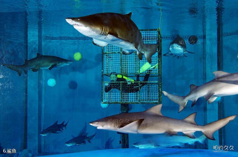 大连圣亚海洋世界旅游攻略-鲨鱼照片