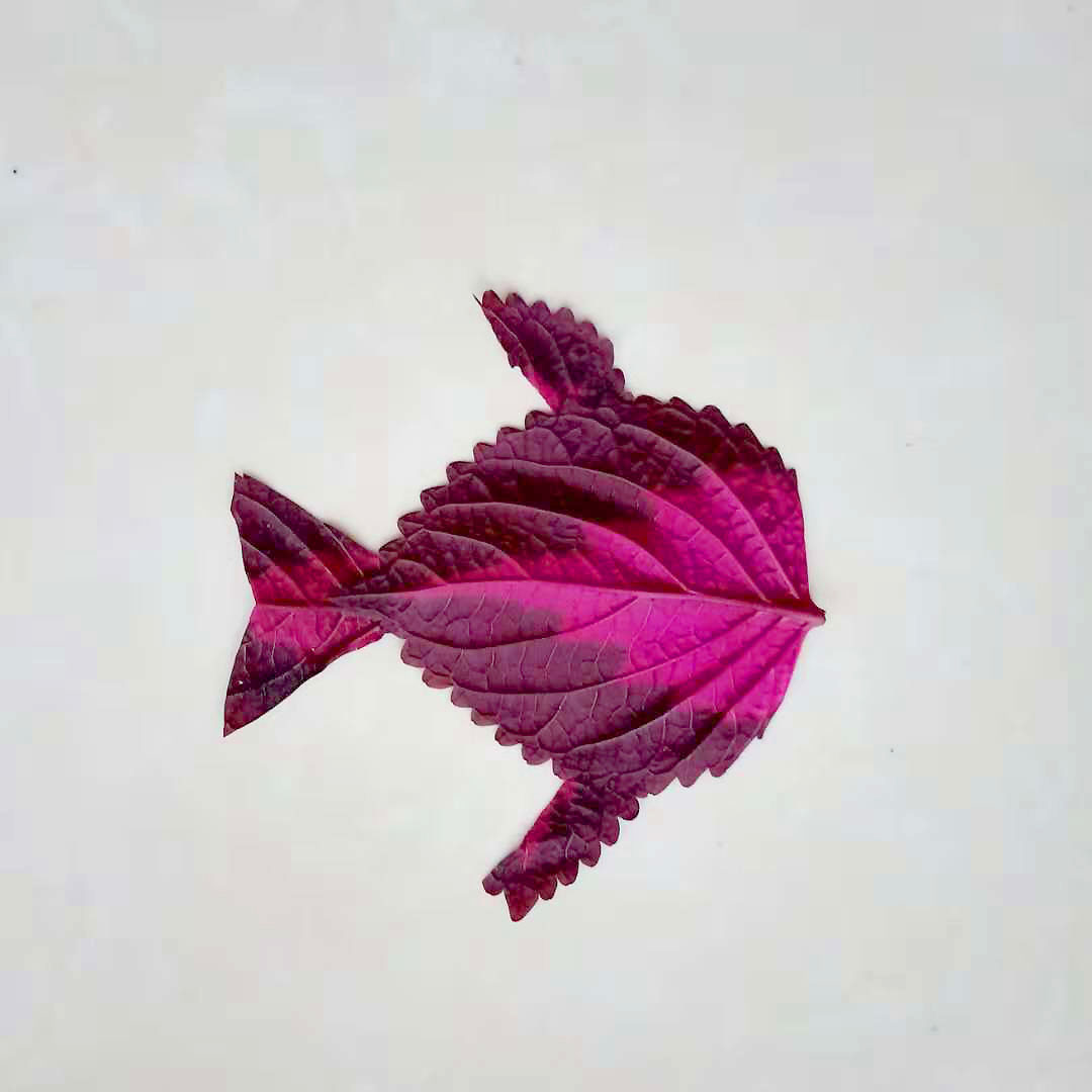 树叶手工粘贴画一条可爱的小鱼DIY手工拼贴步骤 - 制作系手工网
