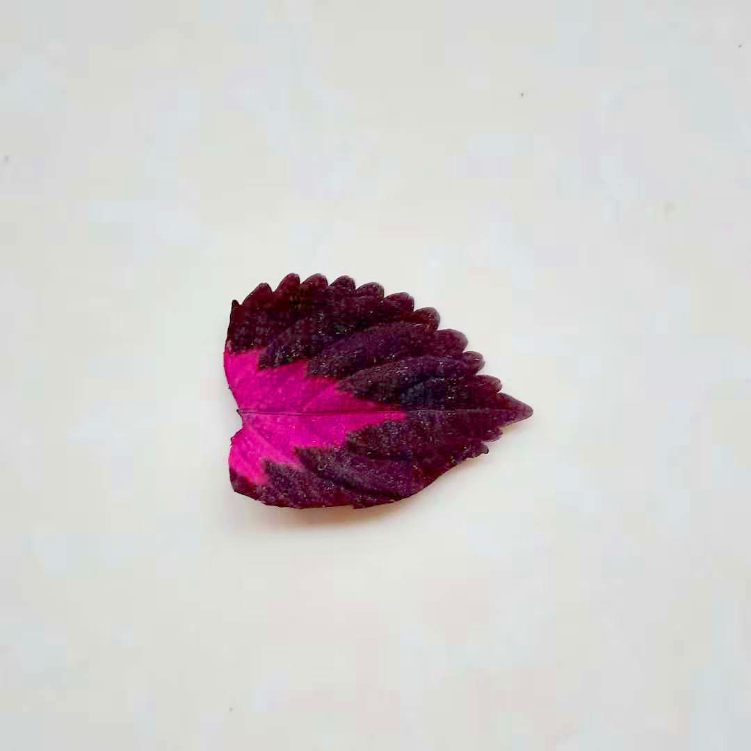 手工树叶制作大全图片 小蝴蝶的做法 - 有点网 - 好手艺