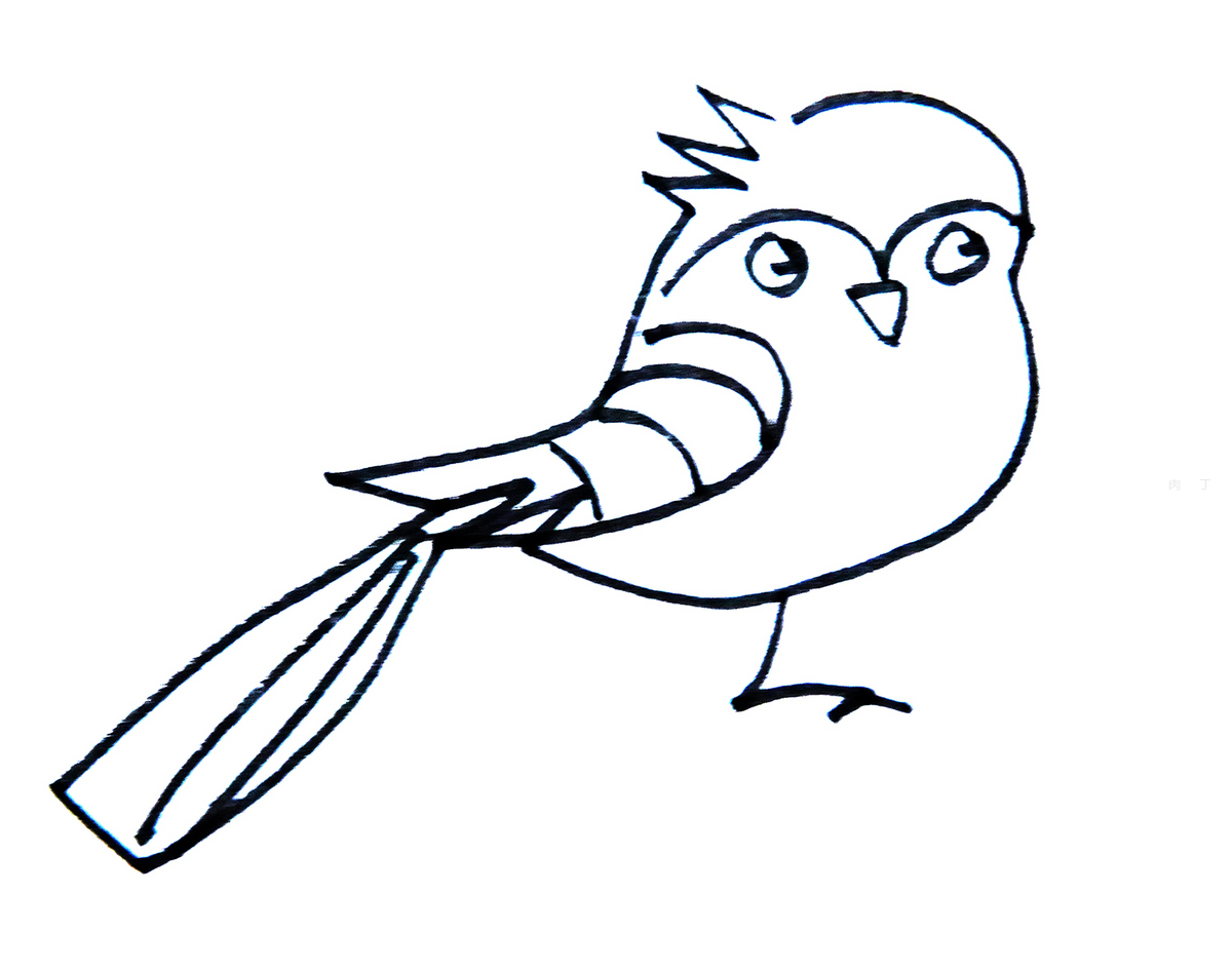 怎么画鸟？彩铅画鸟的正确步骤是怎样的？_美术加网校