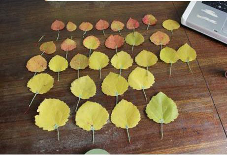 秋天环保手工 利用用树叶制作玫瑰